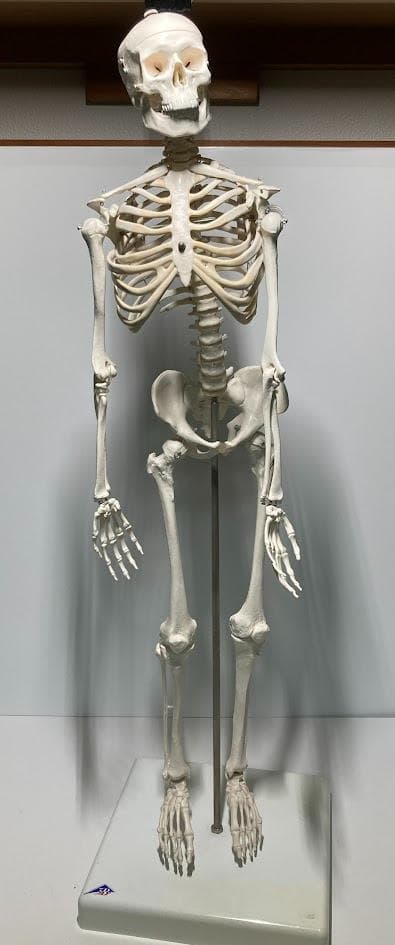 3B Scientific 1/2全身骨格模型 Amazon.co.jp: ミニ全身骨格模型 - ショーティー・1/2縮尺型全身骨格