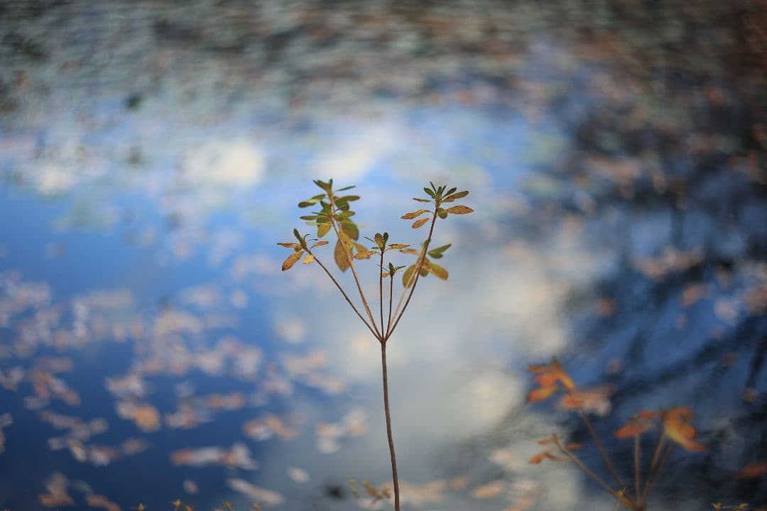 MC HELIOS-44M-6 58mm F2 《Valdai製》【美品】