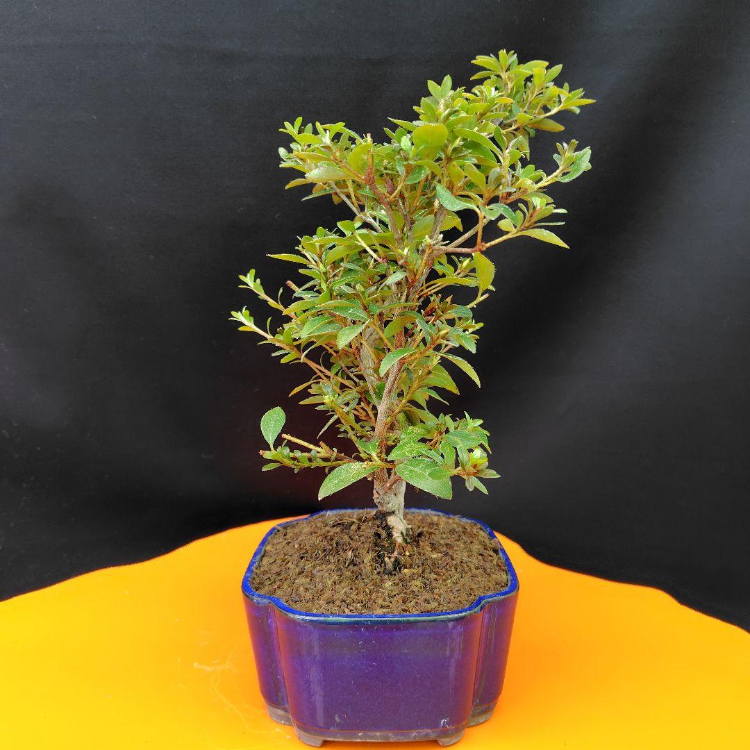 さつき盆栽【菊姫】 - メルカリ