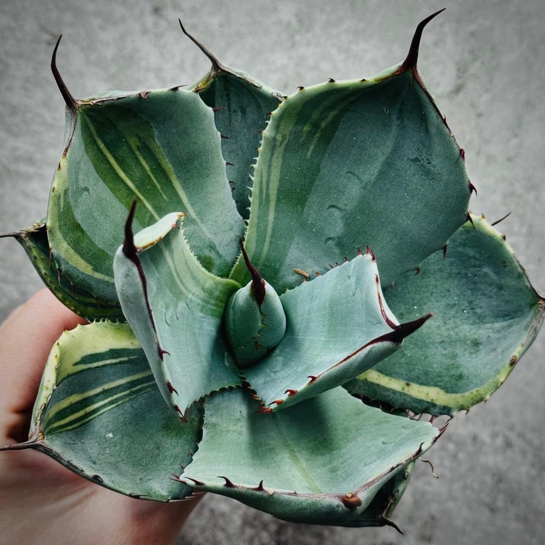 佐*い様 多肉植物・アガベ・変異パリー・パリートランカータ・厚葉・世の中希少特選 園芸ネット本店｜アガベ：パリートルンカータ 8号鉢植え の通販【公式】