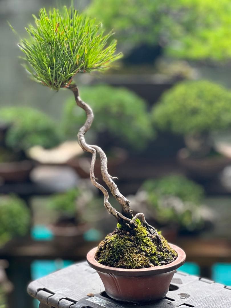 黒松　盆栽30cm 盆栽 黒松/盆栽、多肉植物、塊根植物、観葉植物通販/KIDORI -キドリ-