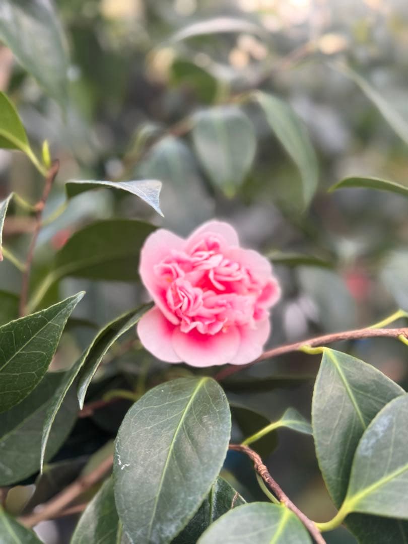 玉唐子 椿園オンラインショップ / 【一点物】玉唐子・たまからこ