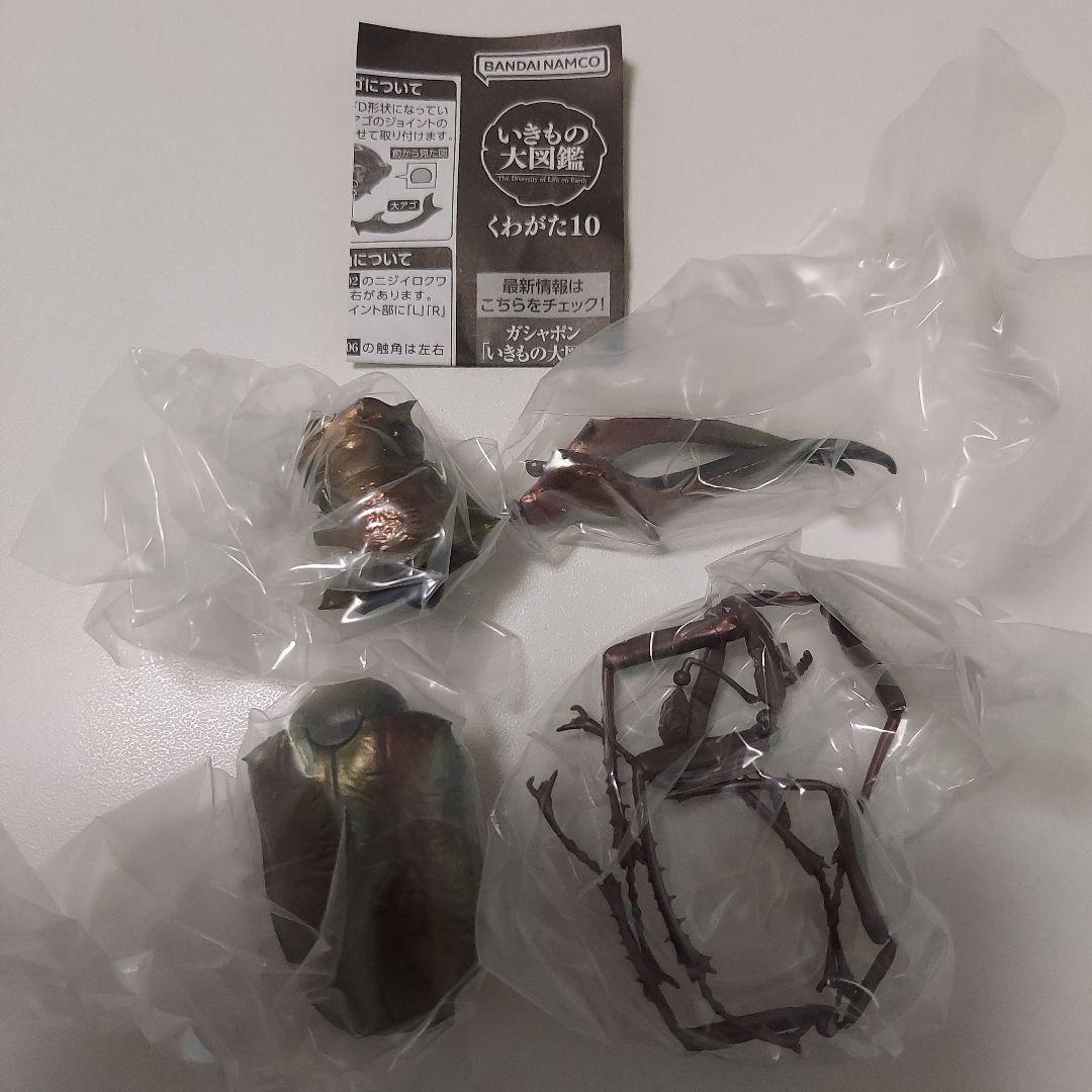 フェイスタメルシワバネクワガタ 2種類セット いきもの大図鑑くわがた