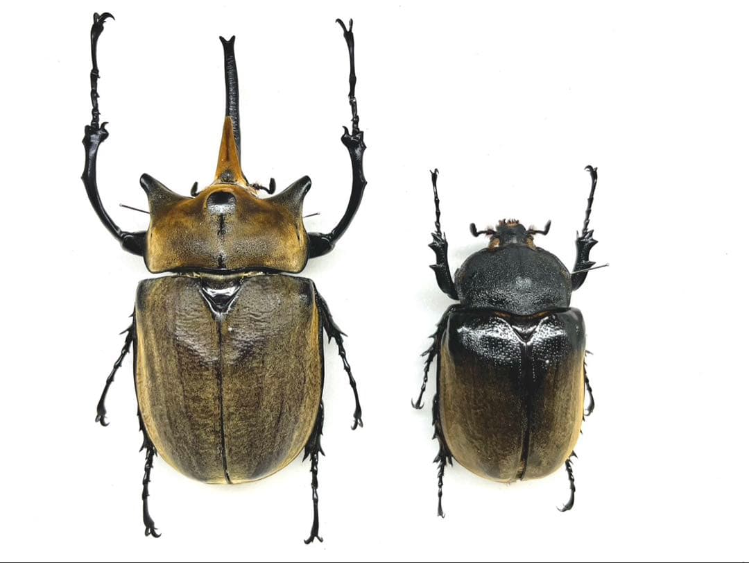 エレファスゾウカブト　122mm ペア　標本 エレファスゾウカブト 幼虫ペア : カブトムシ専門店ヘラゾウ - 通販