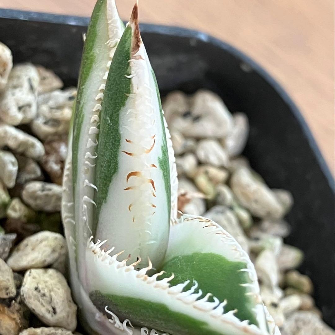 匿名配送】活着 特大 アガべ チタノタ 豆豆龍錦 覆輪斑 TC 抜き苗