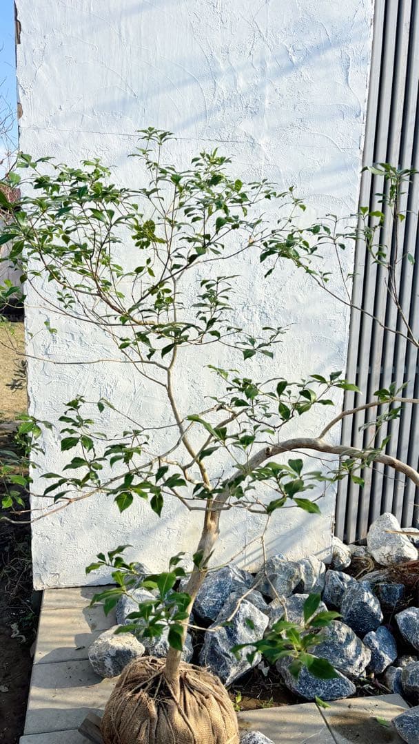 鹿の谷なう様リクエスト品 山採りアセビ2本セット(エリア限定自社配送