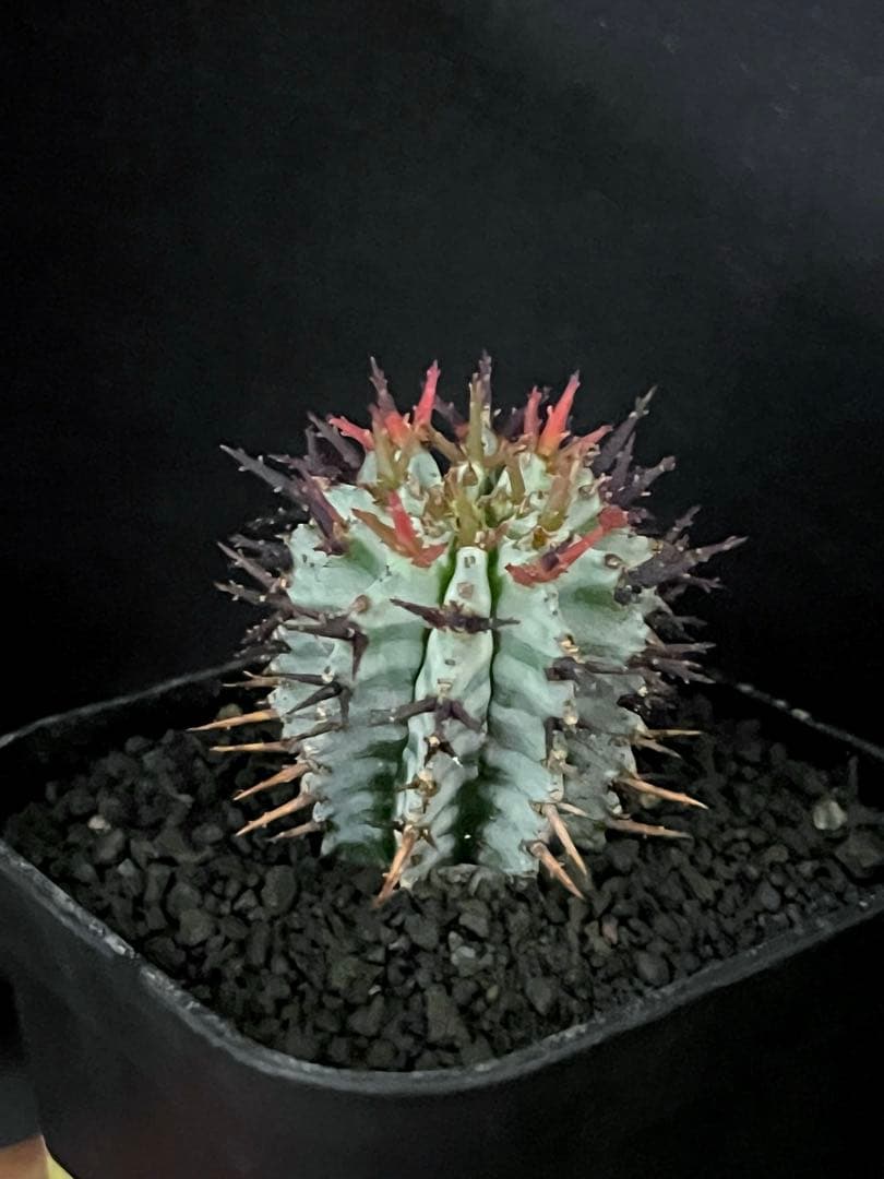 ユーフォルビアホリダ 宇田ゼブラホリダ 雌株B - メルカリ