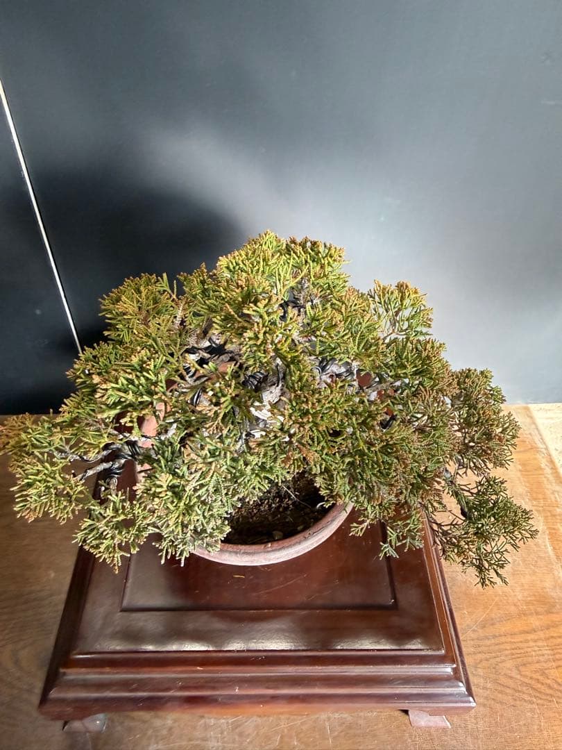 糸魚川真柏盆栽 捻転舎利模様木 - メルカリ