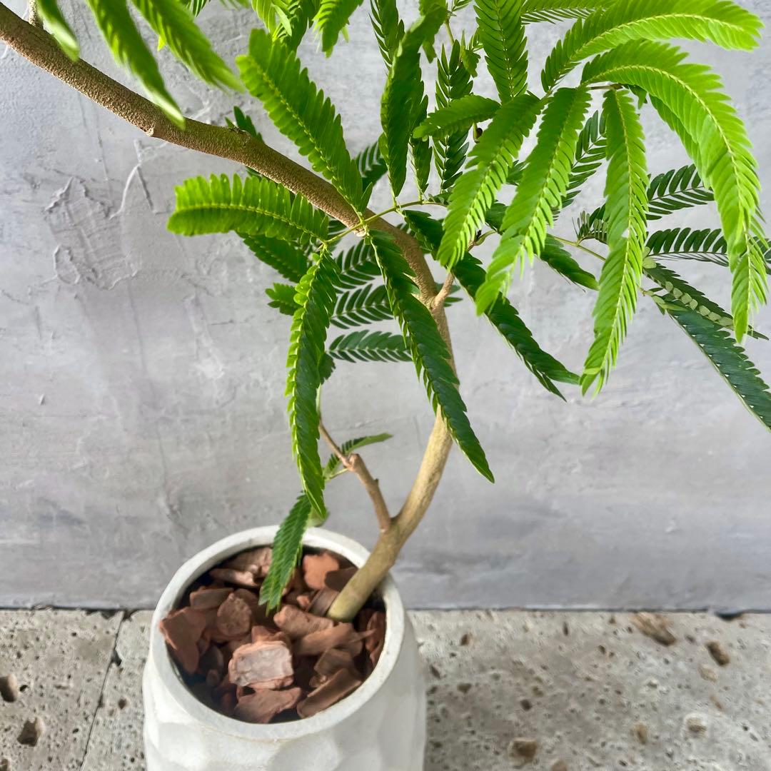 美形 大型 エバーフレッシュ S字仕立て 陶器鉢植え込み発送 - メルカリ