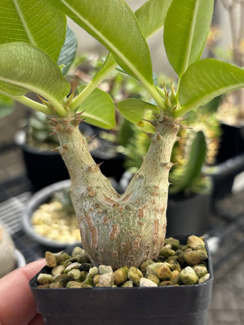 アラジン❗️ 003極上良型‼️ パキポディウム ウィンゾリー　国内実生株 CATEGORY ウインゾリー | RAFLUM / ラフラム｜東京、大阪の塊根植物