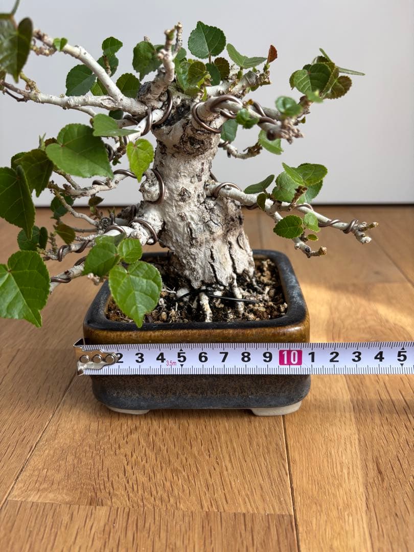 オオハマボウユウナ