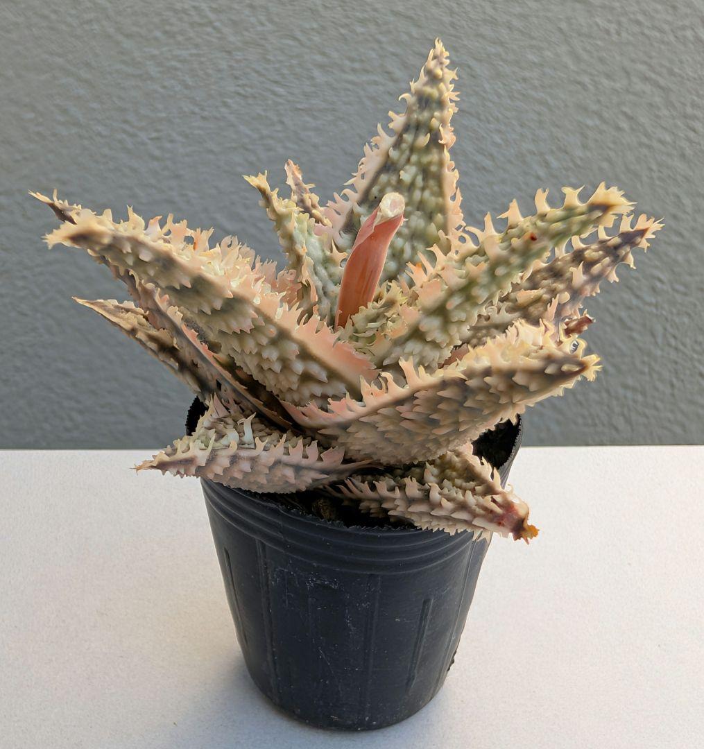 多肉植物 アロエ テンプラハイブリッド(実生苗です) - メルカリ