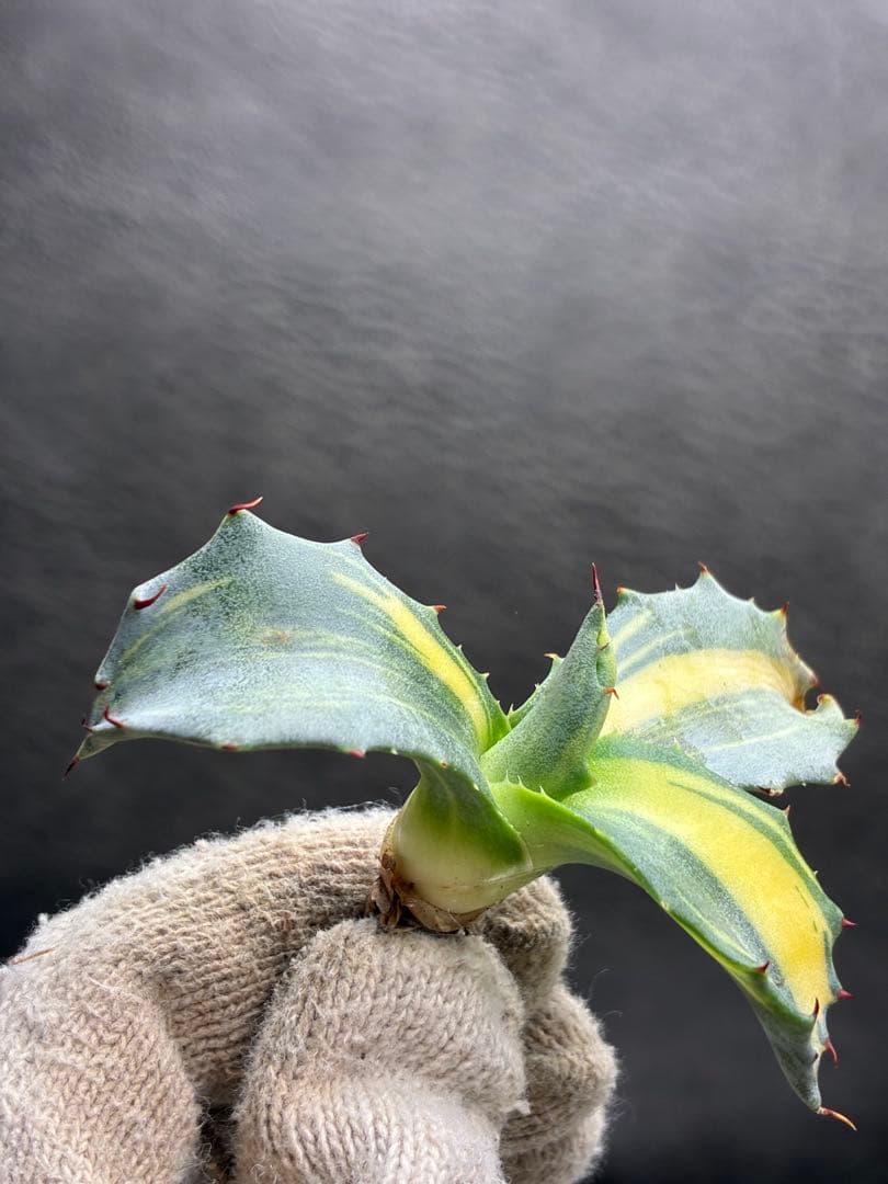 アガベ フェロックス錦 極上株 縞斑錦 永久斑 - メルカリ