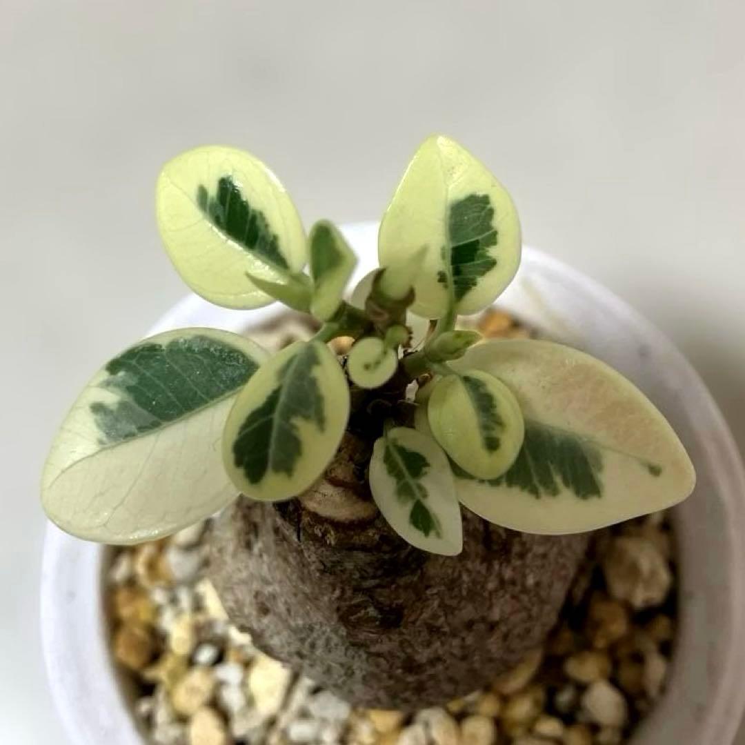 パンダガジュマル 斑入り 接木株 - メルカリ