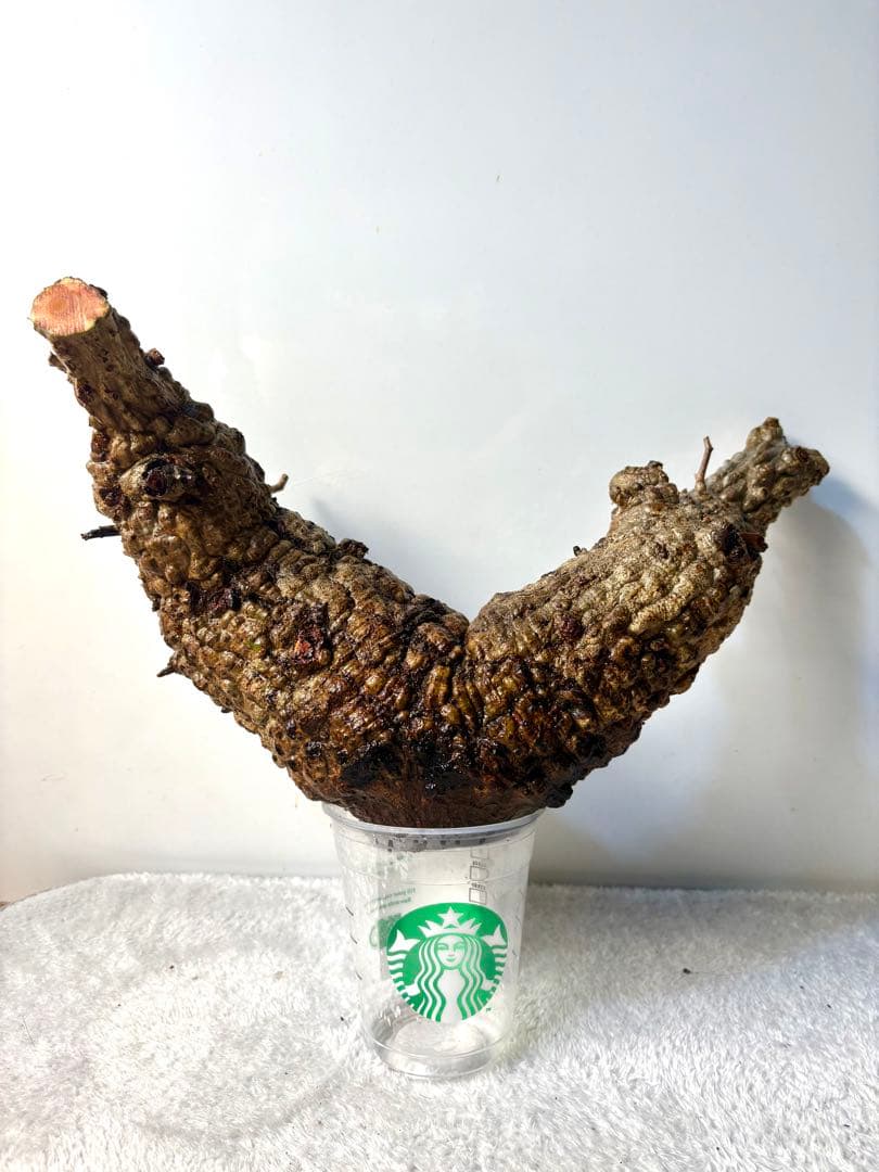 オペルクリカリアパキプス　ベアルート株 オペルクリカリアパキプス No.14 | R&A Caudex Plants