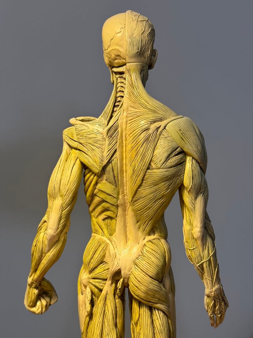 AnatomyTools MALE General use v1A 人体模型 - メルカリ