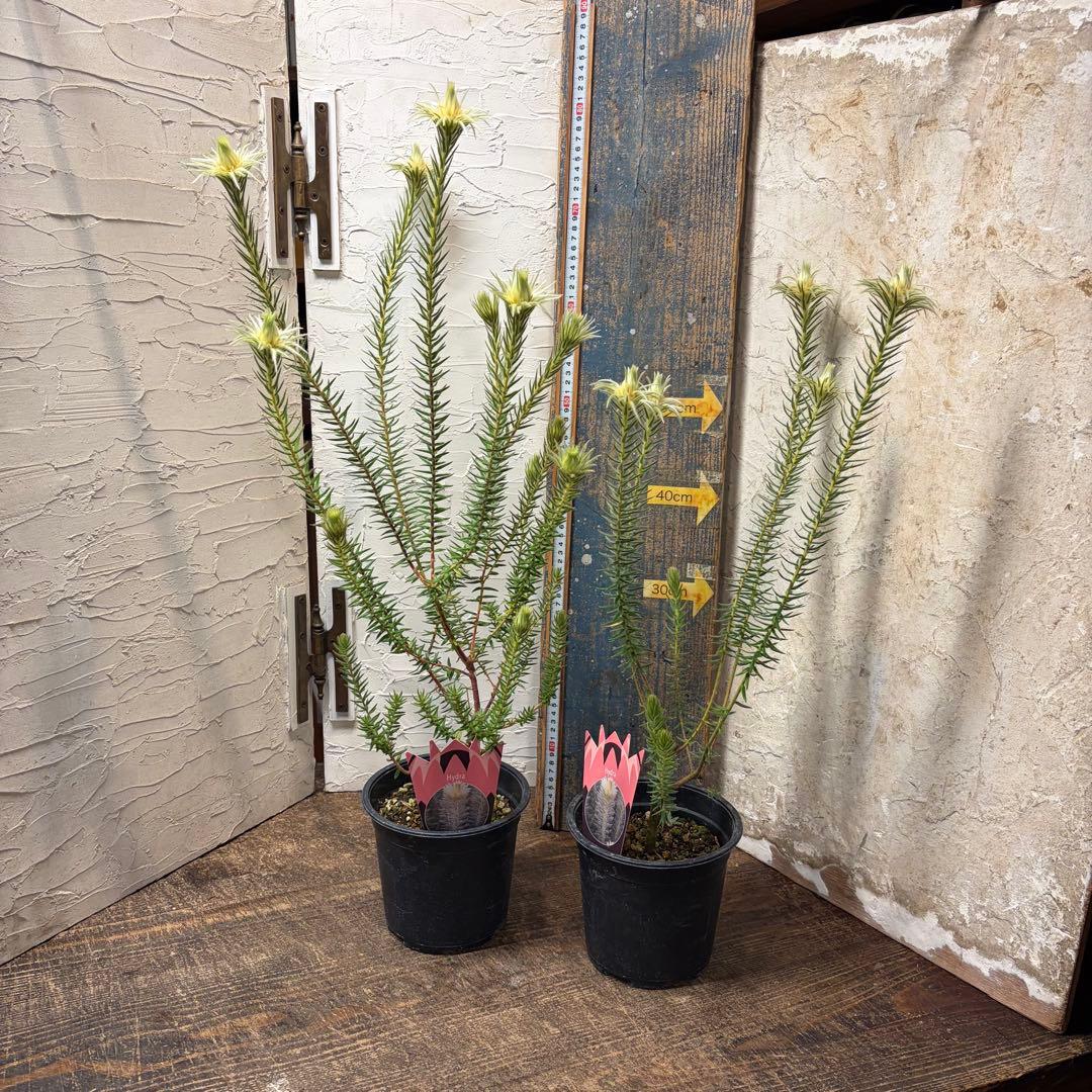 ガーデニング　フィリカ　プベッセンス　5寸2鉢　オージープランツ Amazon｜鉢花 観葉植物：フィリカ プベッセンス ワフトフェザー*5号小