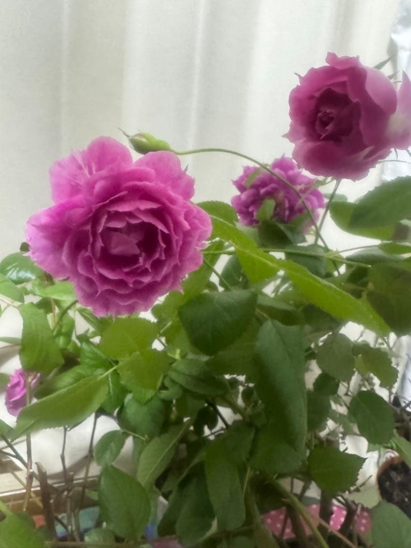 杢爺　ナラのスポルテッド、桂の瘤杢 花梨瘤紅白・スポルテッド / UMA 木軸シャープペンシル/ゴールド金具