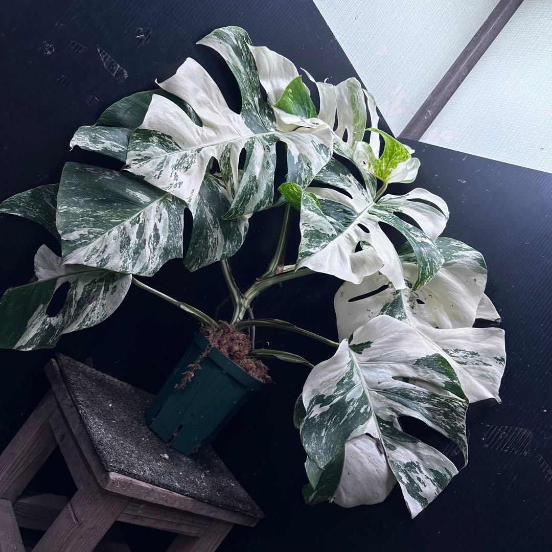 斑入りモンステラ ホワイトタイガー極美大株61cm白斑多 - メルカリ