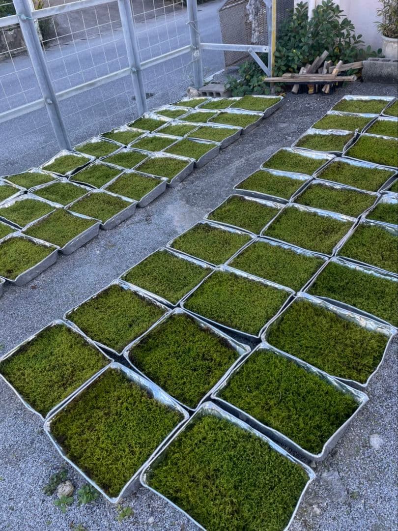 ☆継足し品☆5個セット◎ハイ苔5年物◎造園苔玉☆厚2〜3/長47幅32