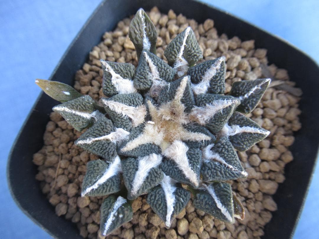 黒牡丹・実生苗 - メルカリ