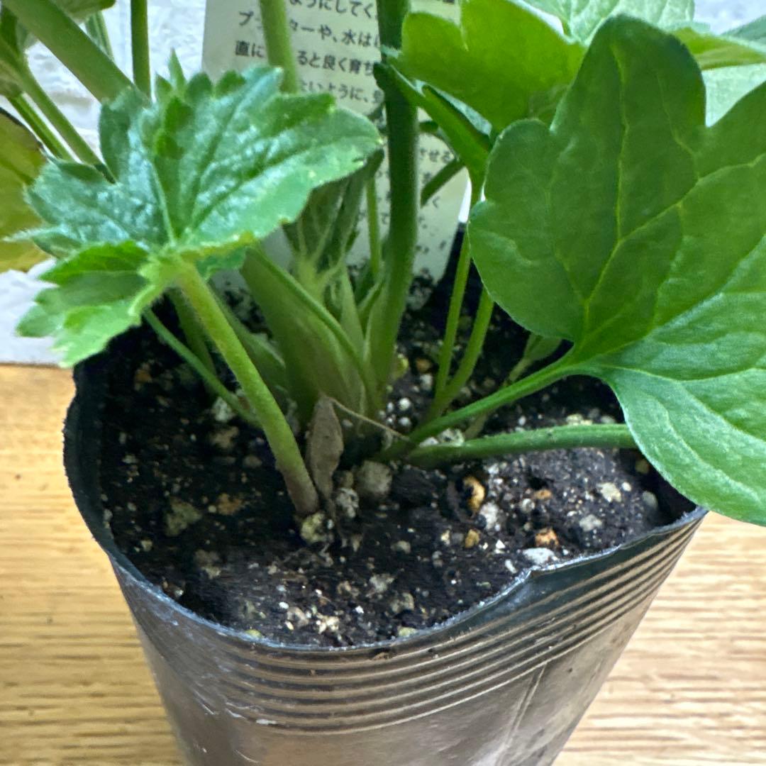 hiroakin様同梱用ラナンキュラスラックス♡アポロン♡10個セット