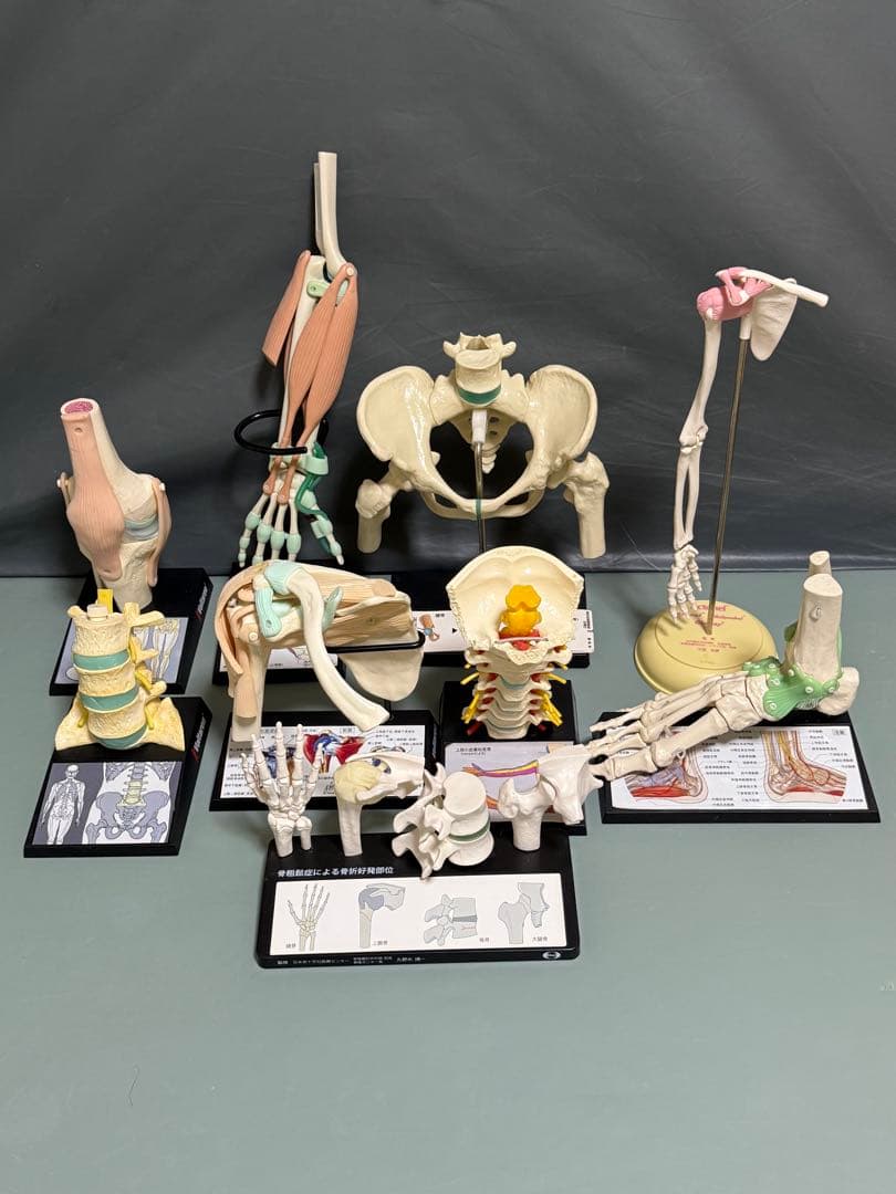 人体模型セット 2個 手・肩・腰椎・股関節のセット　腰椎 楽天市場】人体模型 骨格模型 骨盤 腰椎 模型 実物大 間接模型 骨格