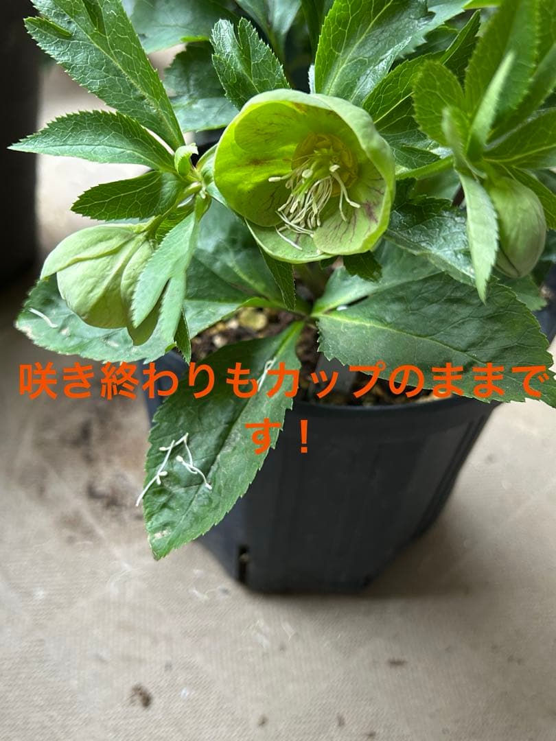 クリスマスローズ 大和園 パステリッシュストレイン グリーンパステ 6