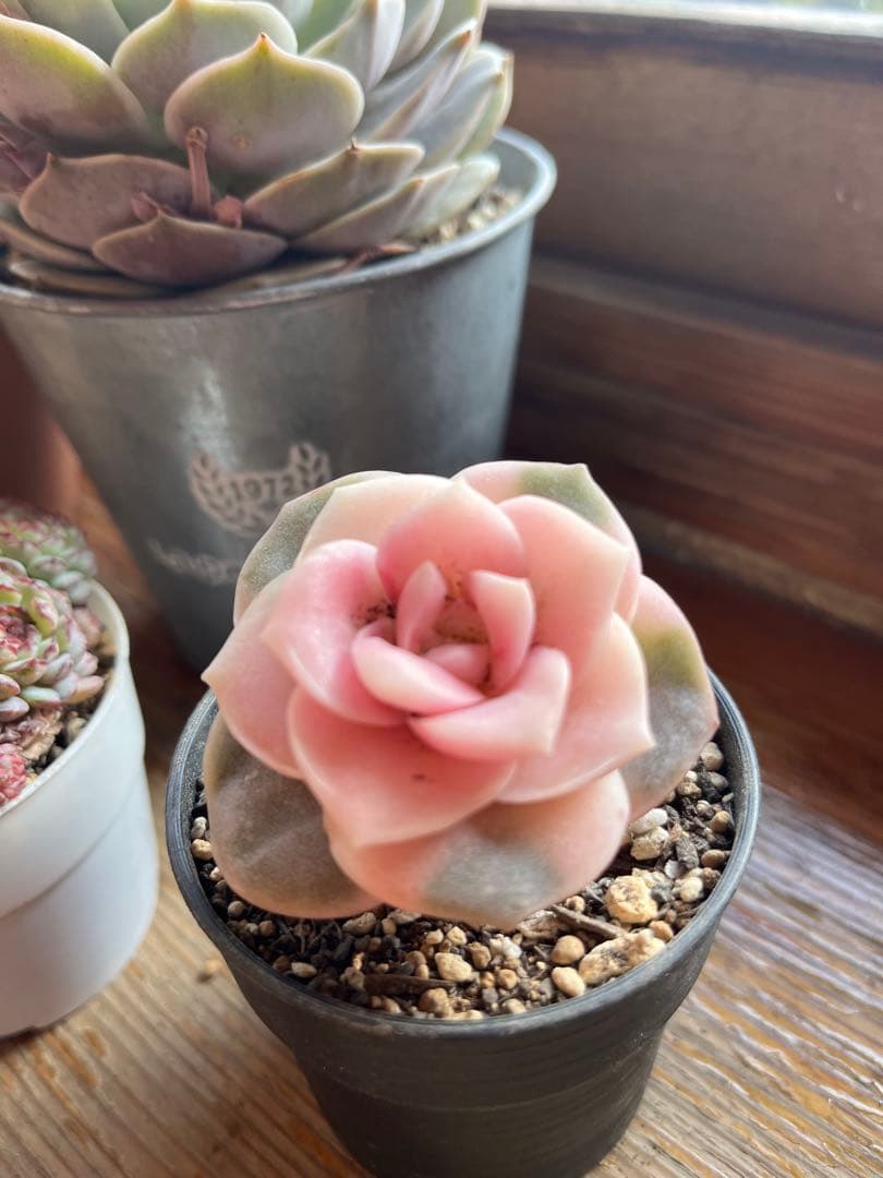 多肉☆ラブリーローズ錦・大きめ・カット苗 - メルカリ