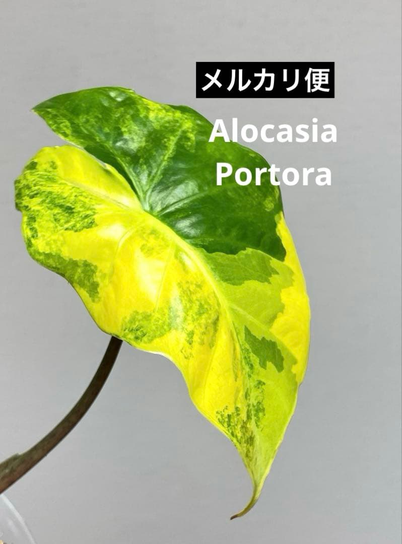 自*間様 【超希少‼️】アロカシア　ポルトドラ/ポルトラ　斑入り　オーレア　黄斑 Alocasia odora 'Batik' アロカシア オドラ (斑入り)'バティック
