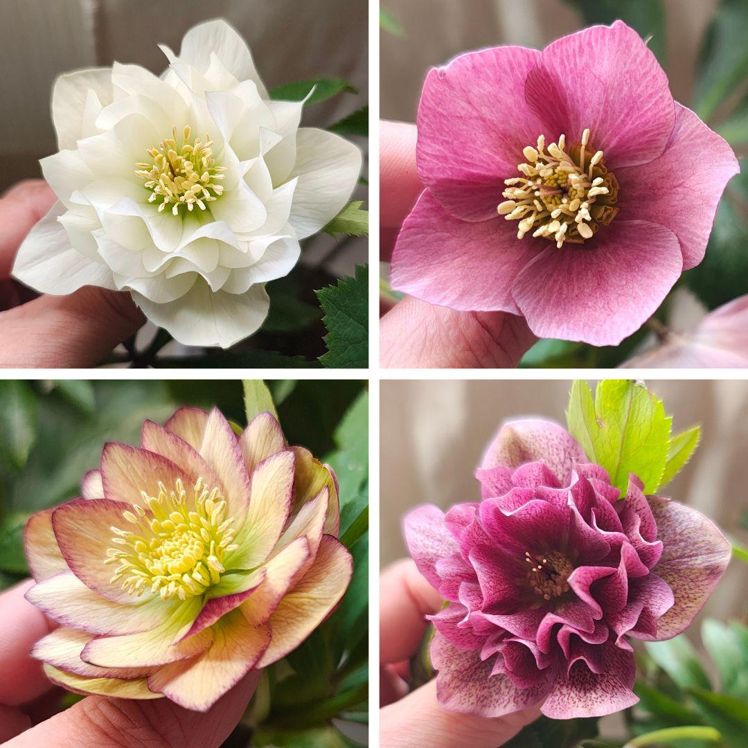 2627 ダブルやシングル クリスマスローズ開花株 お得4苗セットD - メルカリ