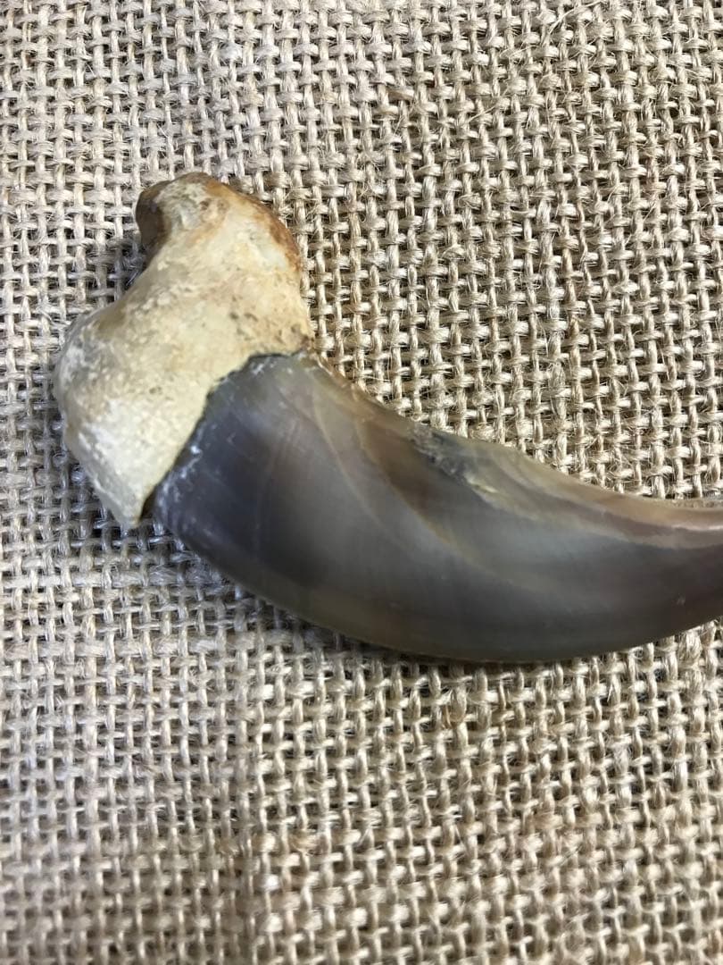 金毛 ヒグマ 巨大 爪 熊の爪 - メルカリ