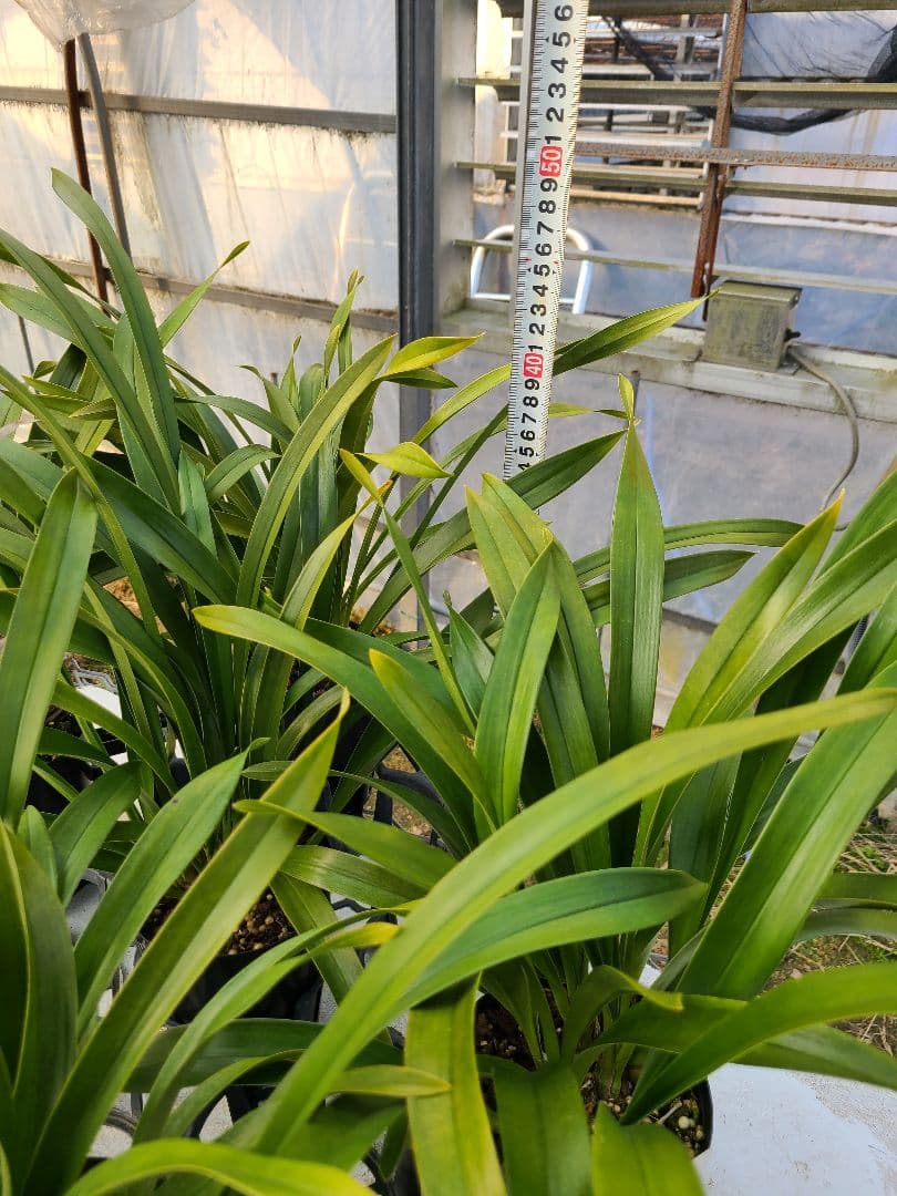 ミスマフェット。花芽合計27個。5鉢セット。蜜蜂誘引蘭。日本蜜蜂