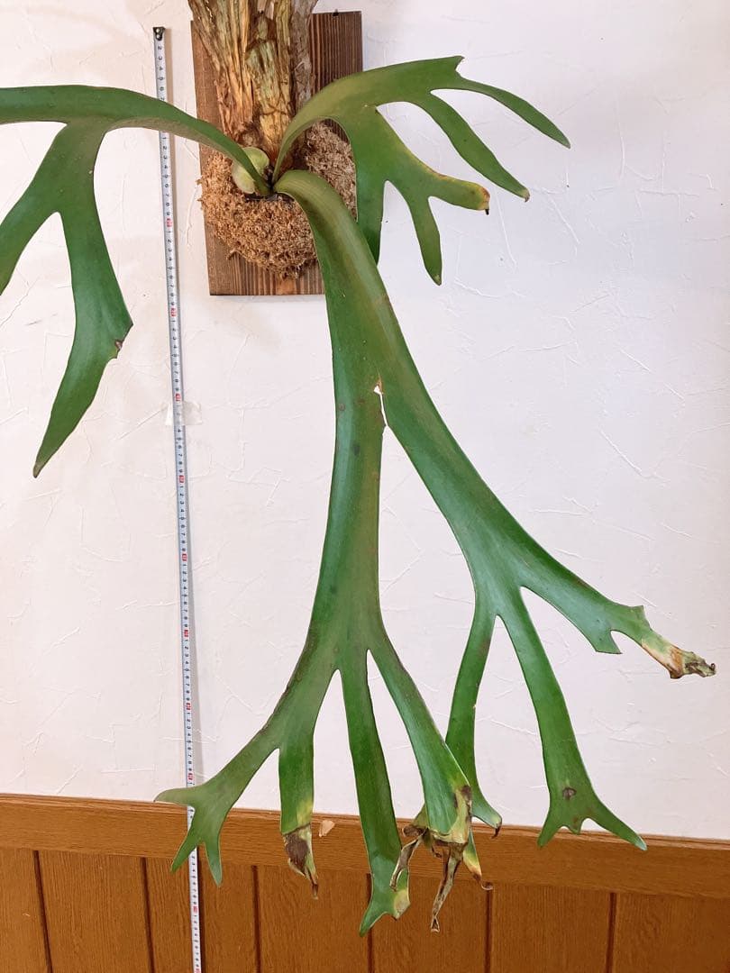 大株ビカクシダ ウィリンキーwild