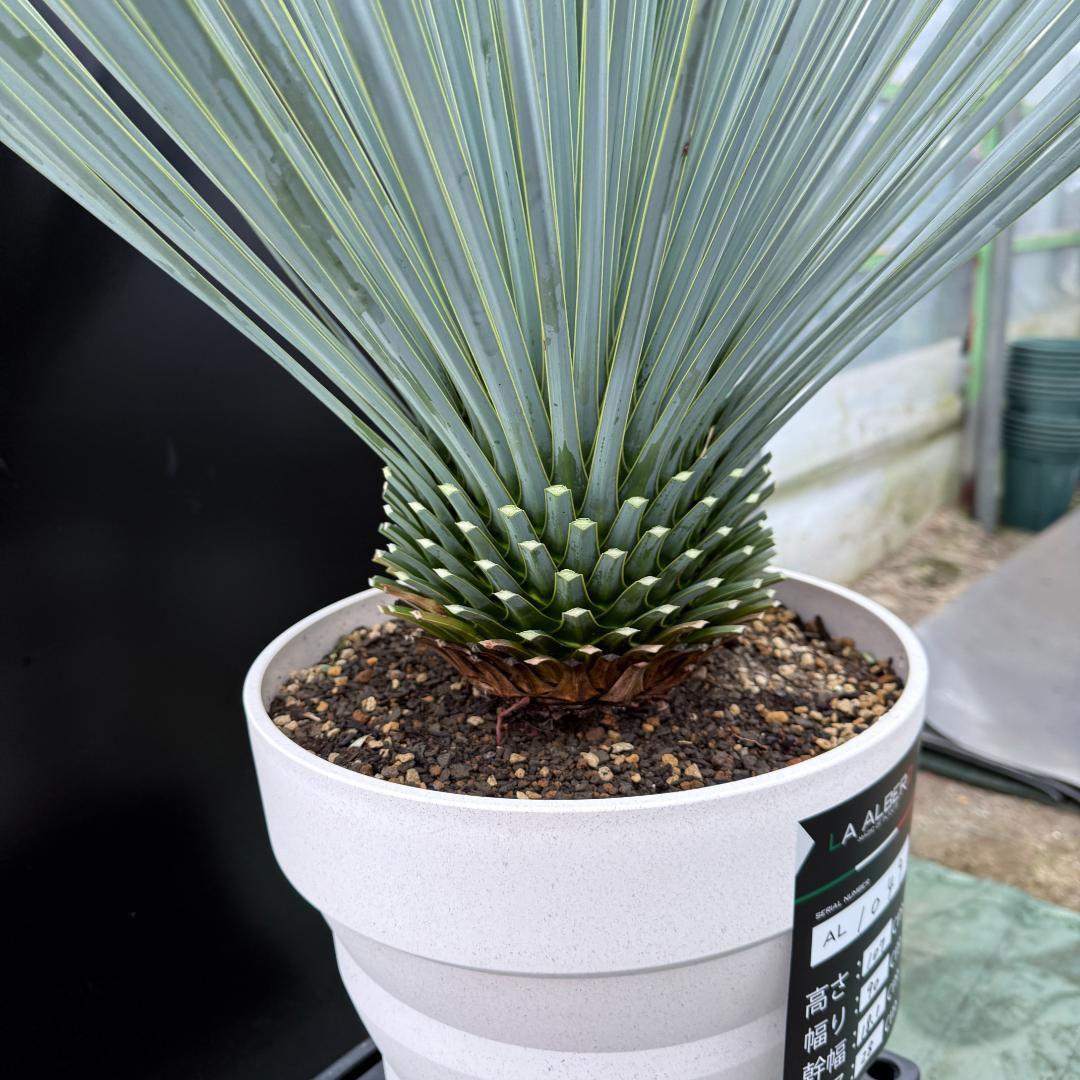 AL1049】ユッカ ロストラータ ランチョブルー 数量限定販売 - メルカリ