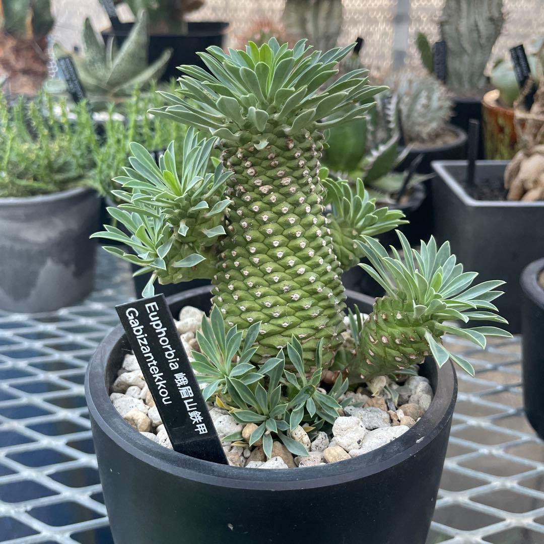 ユーフォルビア 峨眉山鉄甲 仔株12こ付き 4号プラ鉢 - メルカリ