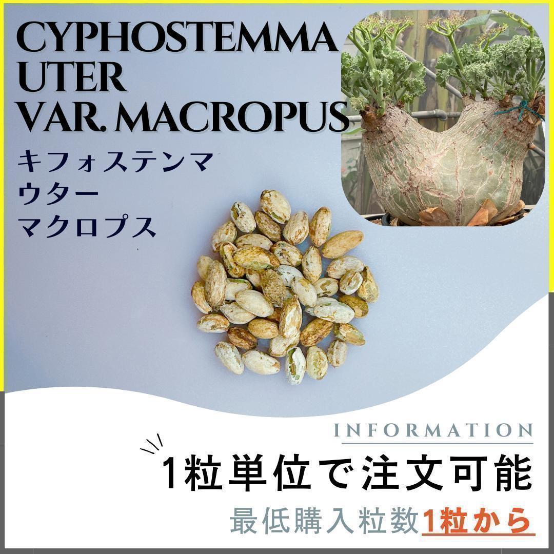 種子】キフォステンマ ウター マクロプス /セット割あり 数量1粒から