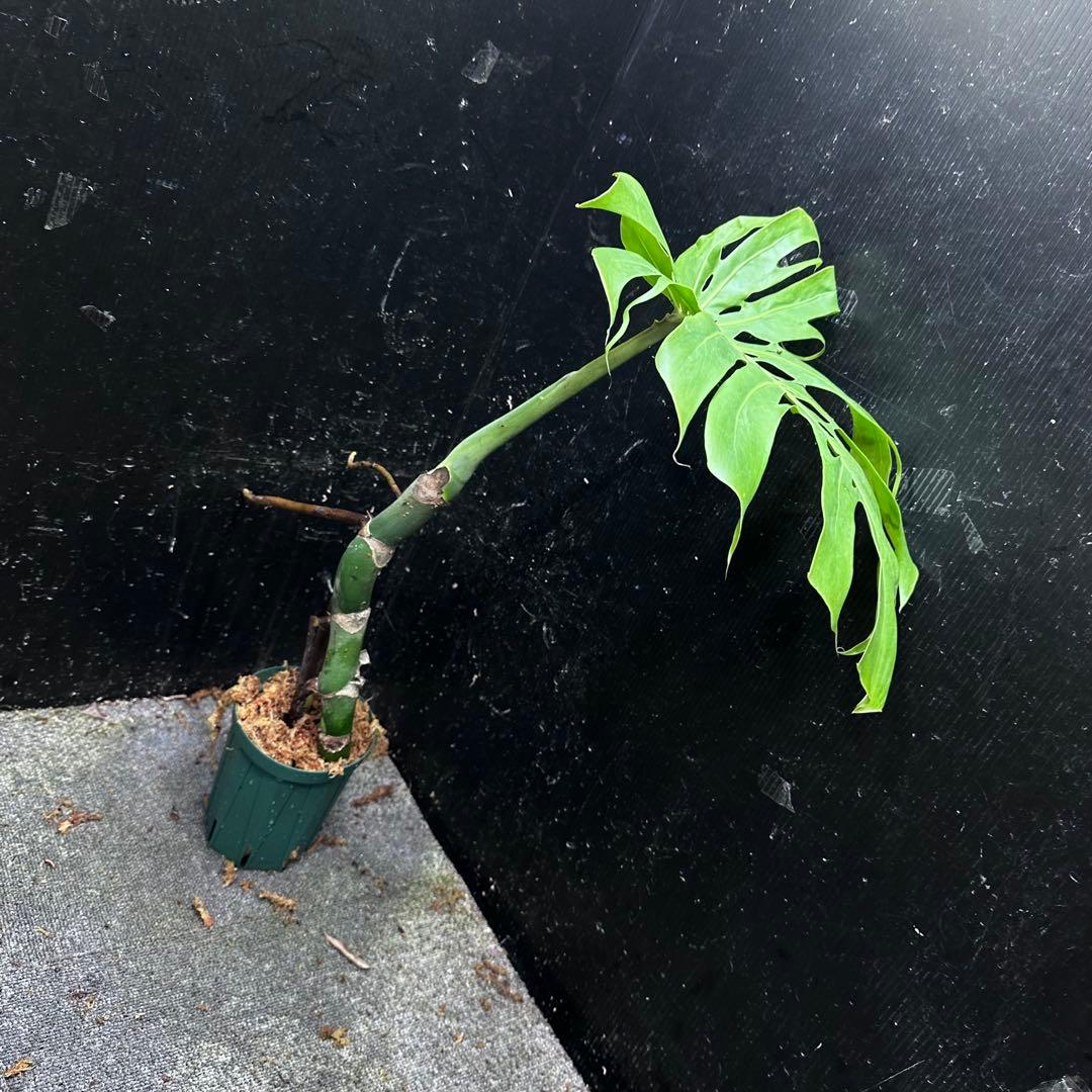 た*う様 モンステラデリシオーサマクロコズム超希少系統鉢植え