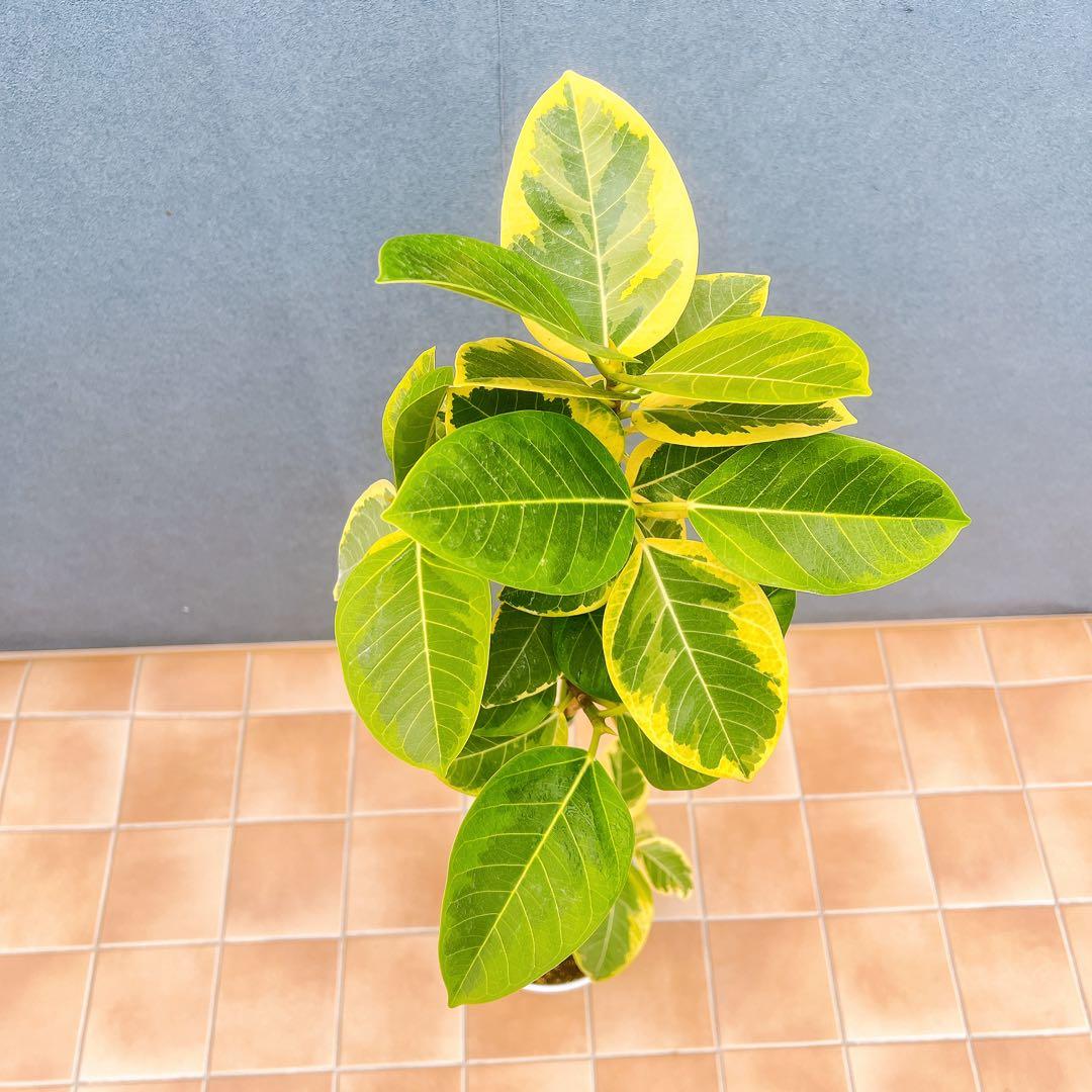 現品 フィカス ゴムの木 アルテシマ 曲がり 10 観葉植物 インテリア