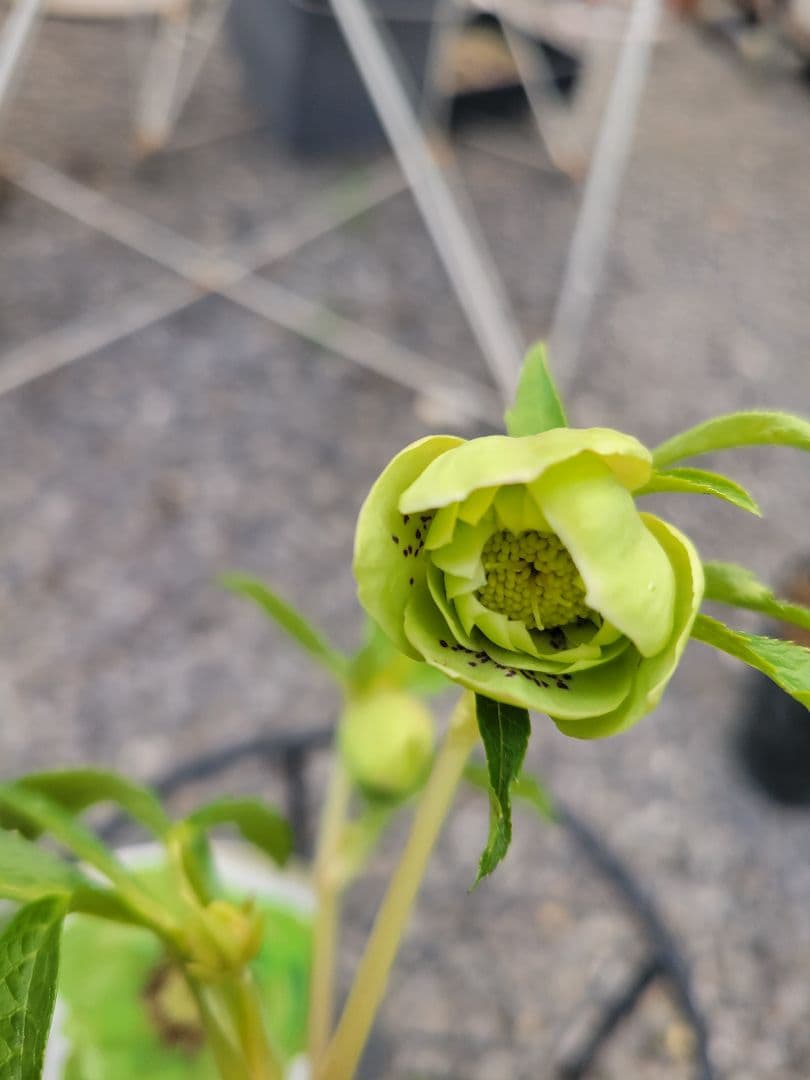 衛*様 クリスマスローズ グリーンブロッチ 爪白 - メルカリ