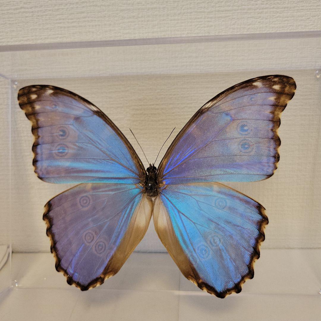 蝶の標本 モルフォの世界(特大)AAA - メルカリ