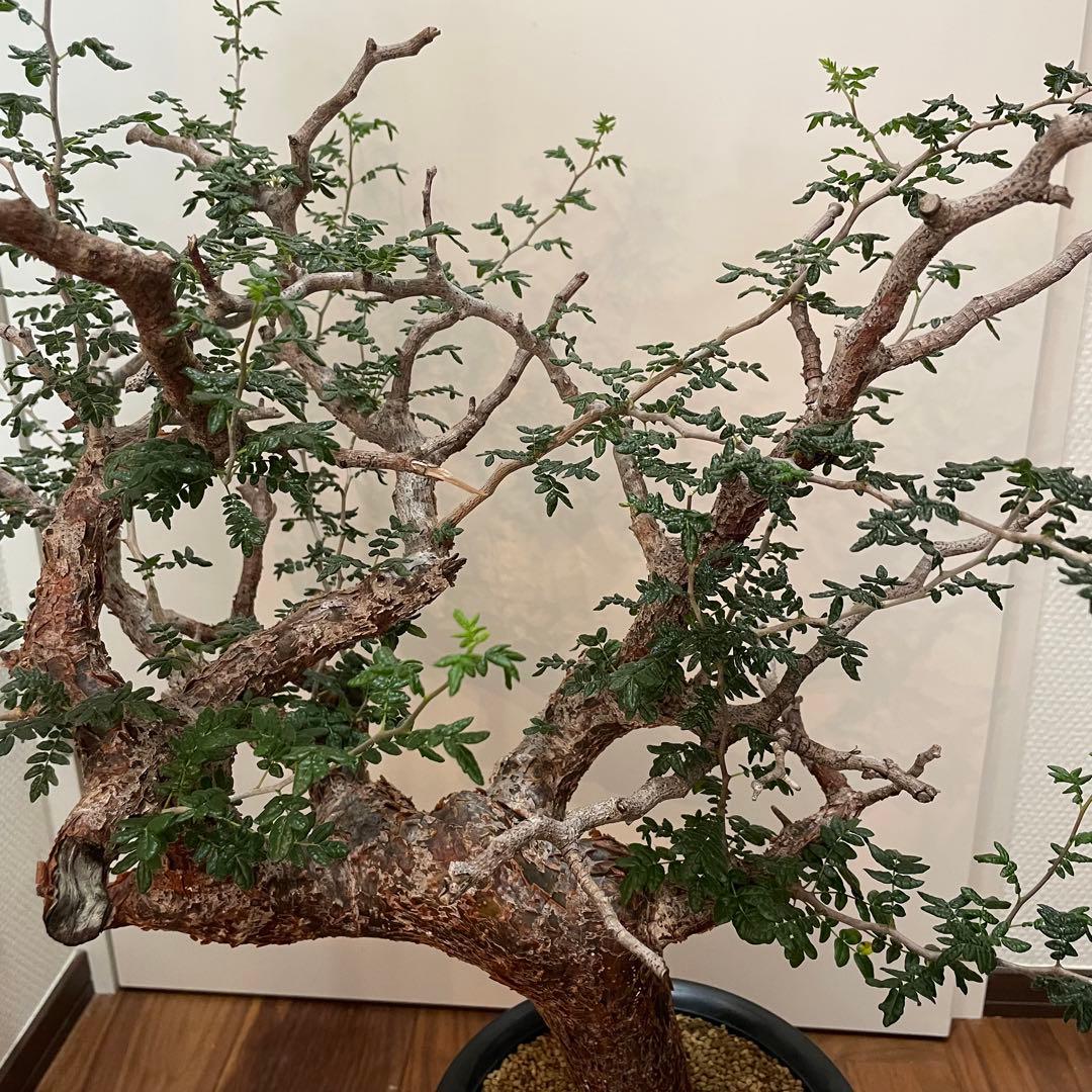 発根済 コミフォラモンストローサ 塊根植物 現地株 パキプス