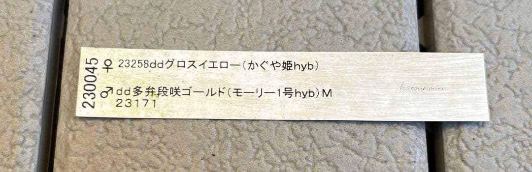 フレグランスタグ付き かぐや姫交配 クリスマスローズ 開花株 加藤農園