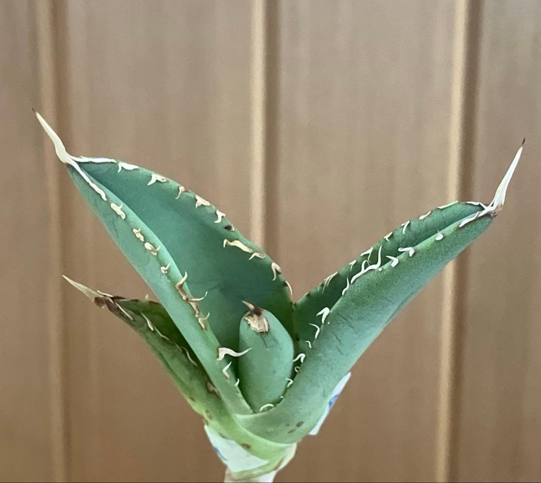 週末オークション】匿名配送 大きめ reza産 アガベ アングリーハート