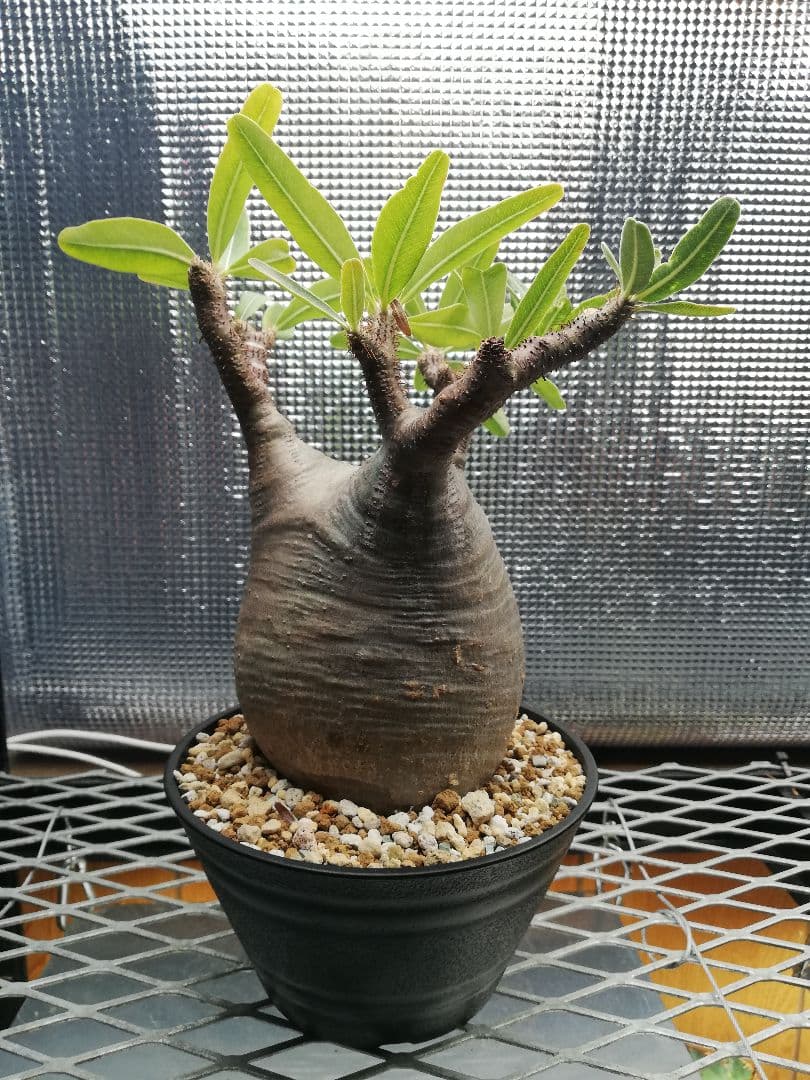 期間限定値下げ‼️美株‼️大サイズ グラキリス