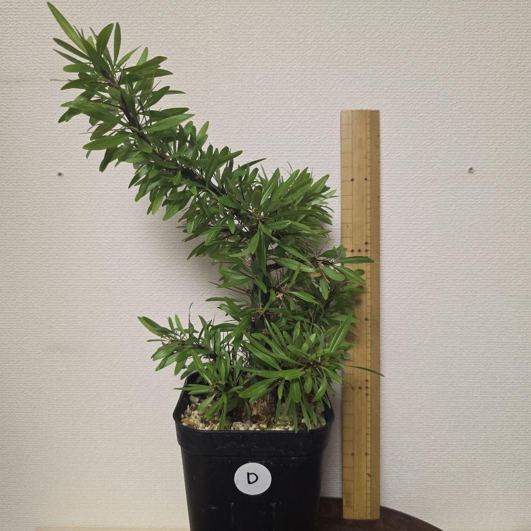 フォークイエリア プルプシー 実生の挿し木です No.D フォークイエリア プルプシー 実生 | hanayoshi-botanical