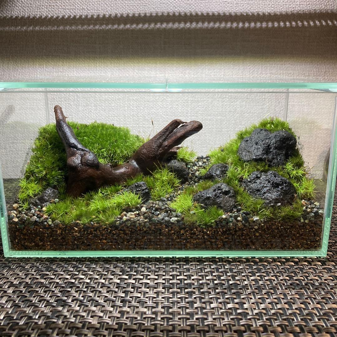 苔テラリウム　コレクション3 完成品】3サイズ LEDライトコルク蓋付 苔テラリウム 石畳 黒石 草原に