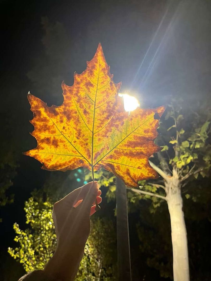 N7 ブラック スポーツブラ レースアップブラ - メルカリ