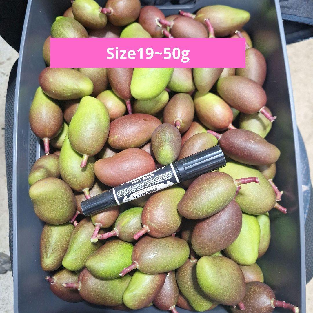 摘果マンゴー 9㎏ Size19~90g - メルカリ