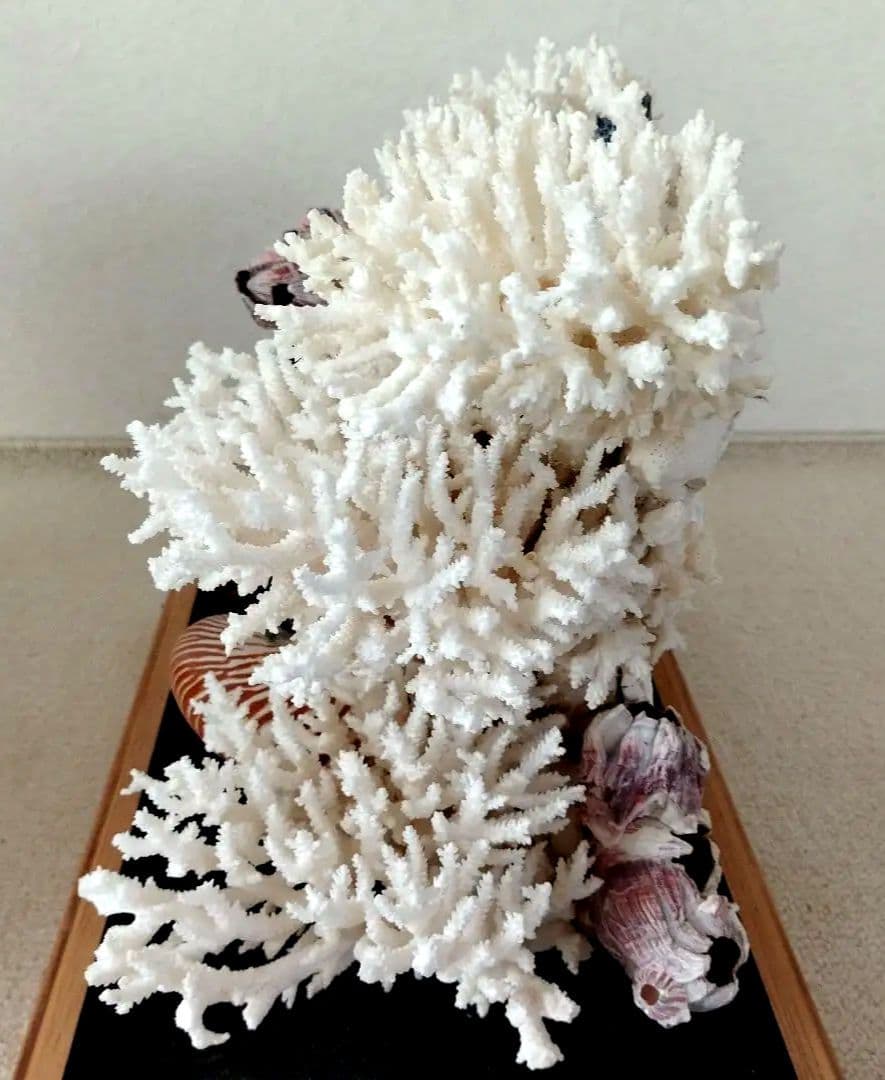 美品 珊瑚礁 置物 ガラスケース入り 特大 48cm - メルカリ